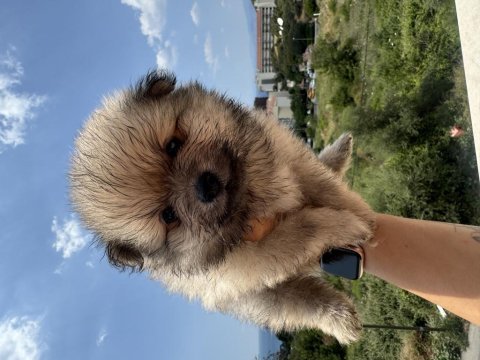 Pomeranian erkek bebek