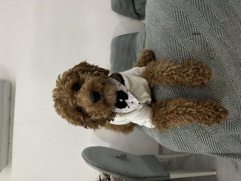 Çiftleştirme ilanı poodle