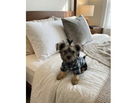 Barbie prenses yorkshire terrier