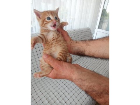 Terk etmişler sarman miniği