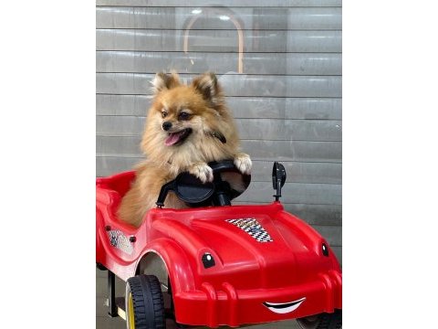 Pomeranian dişi ve erkek yavrular