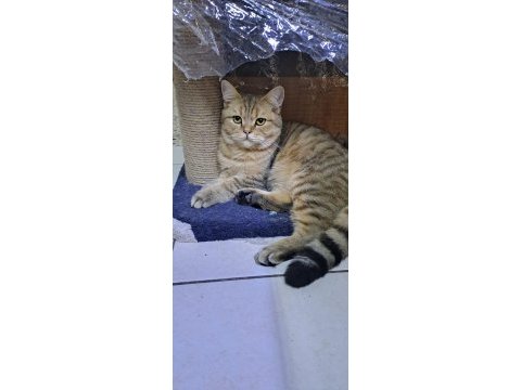 British shorthair erkek