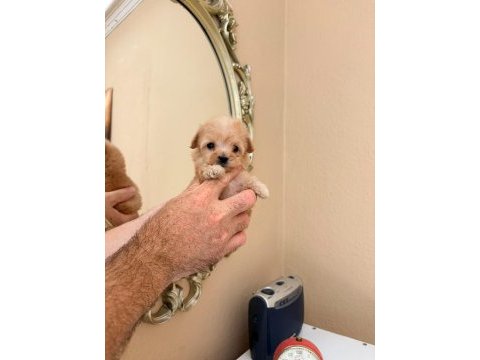 Teacup maltipoo bebekler