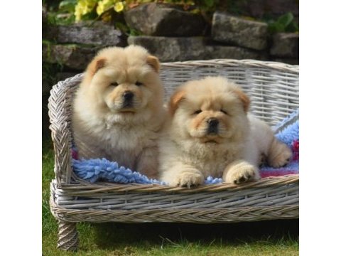 Çin aslanı köpekler sağlık ve ırk garantili teslim