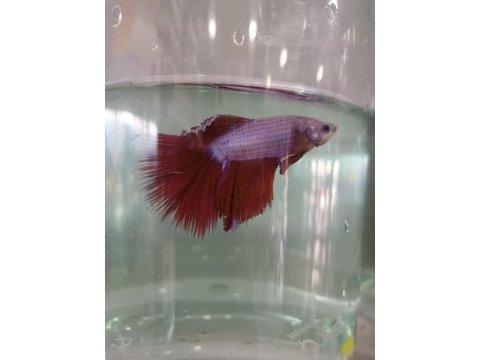 Betta balıkları