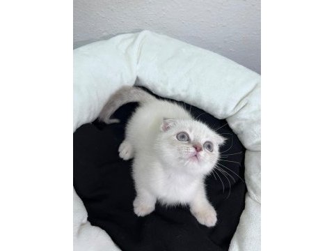 Exotic shorthair ve scottish fold bebekler