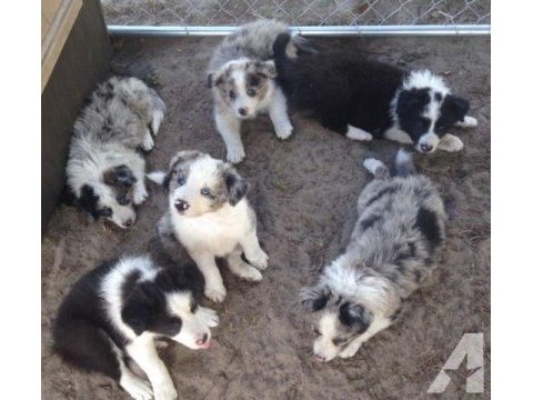 Border collie yavrularımız evinizin neşesi olacaktır