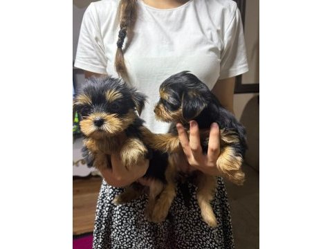 Kaliteli yorkshire terrier yavrularımız