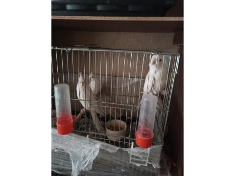 2 erkek ve 1 dişi albino sultan papağanı