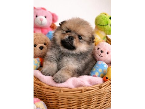 Orjinal pomeranian bebeğim cok uygun