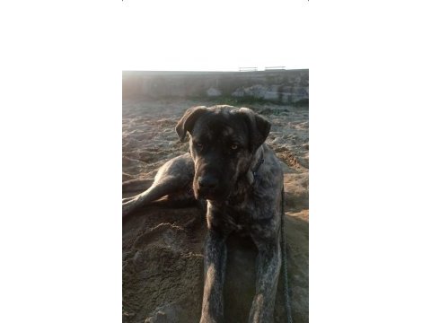 Akbaş kırması köpeğimiz