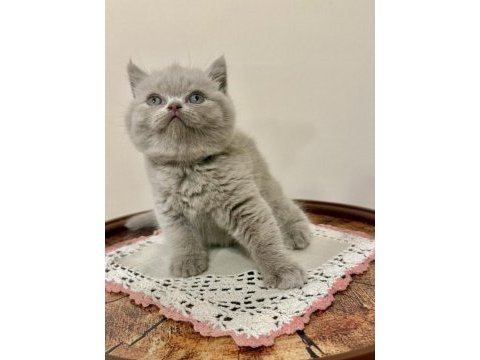 British shorthair (lilac)