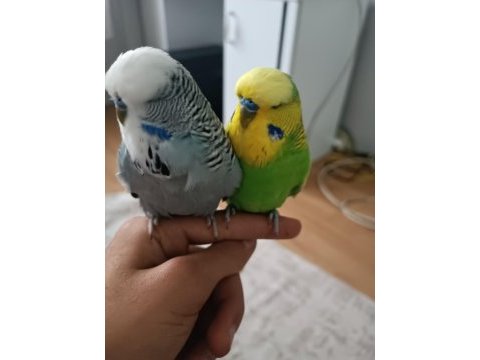 Ele alışkın şov erkek ele yarı alışkın jumbo erkek muhabbet