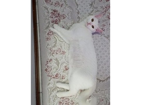 Acil sahiplendirme british shorthair
