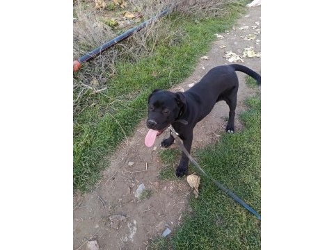 6 aylık cane corso erkek