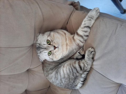 Scottish fold paşamıza yeni yuva arıyoruz