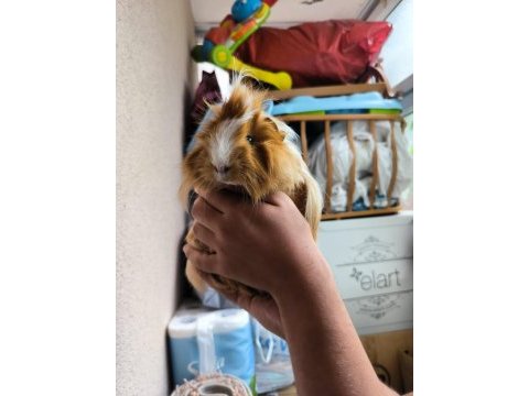 Acil otu ve peletiyle sahiplendirme ücretsiz ginepig