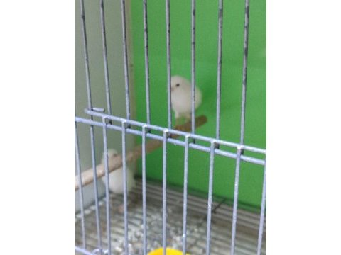Orjinal renk kanaryaları