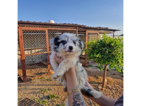 Merle border collie