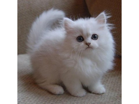British longhair yavrularımız