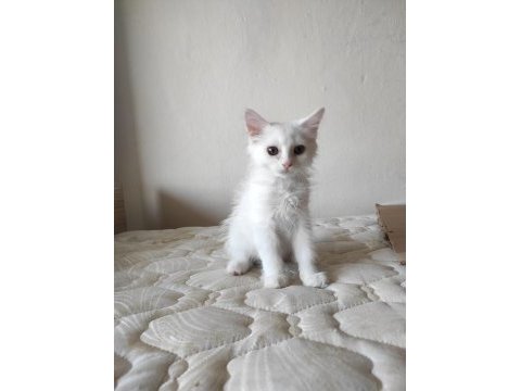 British short hair pamuk