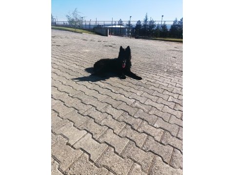 Solid black siyah alman çoban köpeği