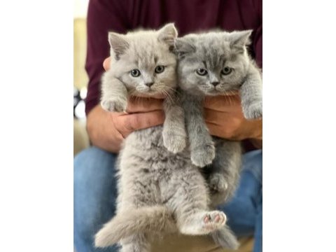 Evinizin neşesi british shorthair yavrularım