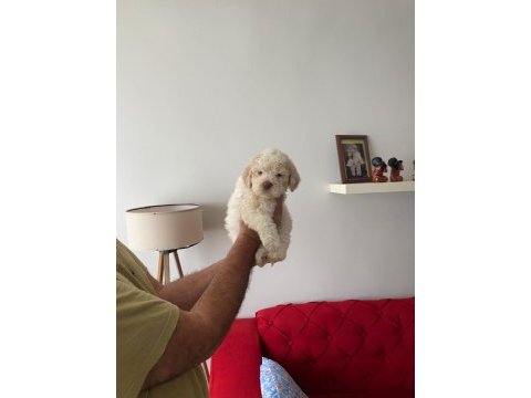 Maltipoo 2.5 aylık yavru