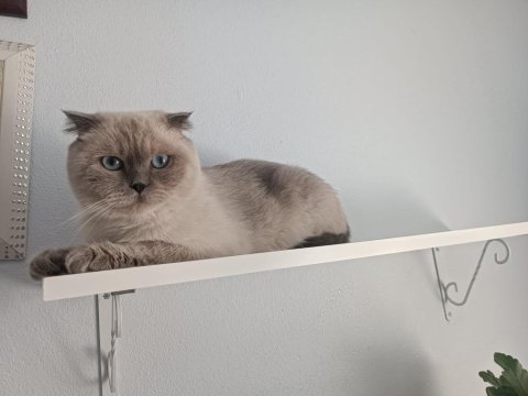 Scottish fold kızımıza yeni yuva arıyoruz