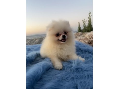 Pomeranian boo teddy face