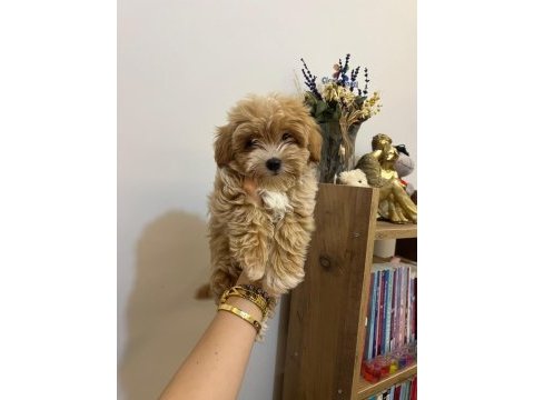 Ev ortamından maltipoo bebeklerim