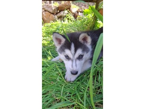 Husky sibirya kurdu