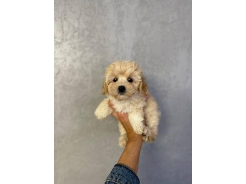 Kore kilo garantili yavru maltipoo