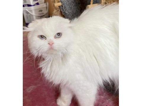 Yetişkin british shorthair dişi kediler