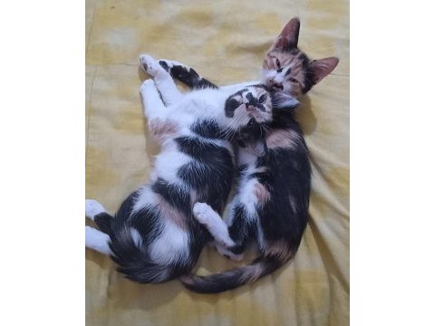 Bebek calico kediler