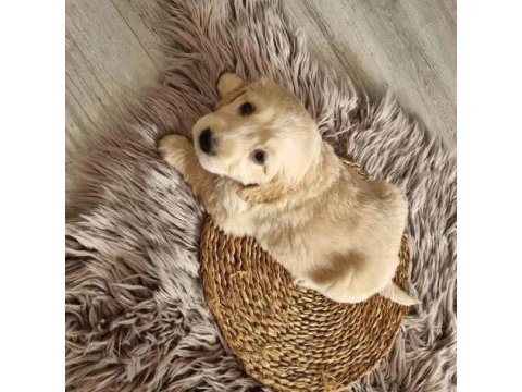 Safkan golden retriever bebekler