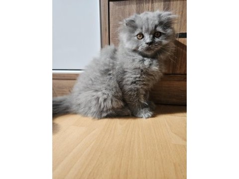 Scottish fold yavrularımız yeni yuvalarını arıyor