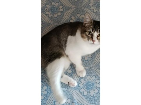 Kedimiz müezza ya yeni yuva arıyoruz