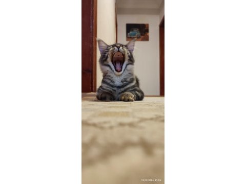 Şecereli dernek kayıtlı eğlence yumağı maine coon noisy