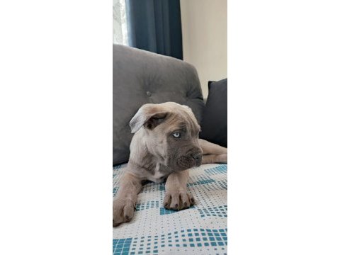 Sahiplendirme cane corso