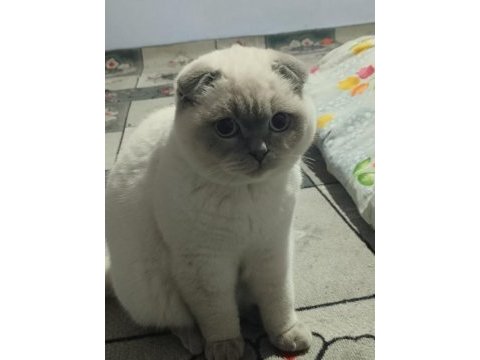 Scottish blue point kedimiz