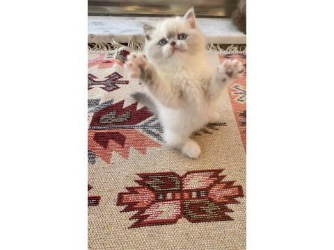 British shorthair show kediler bicolor çikolata