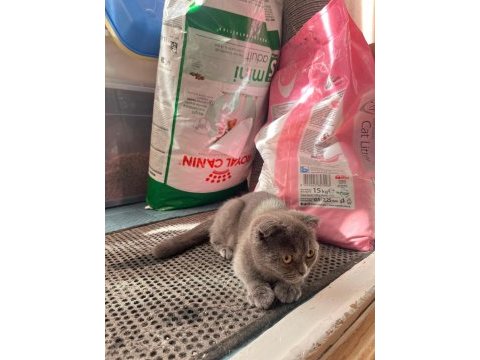 Scottish fold yavru erkek