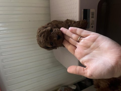 Poodle yavrularımız