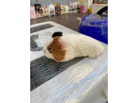 Guinea pig ler geldi