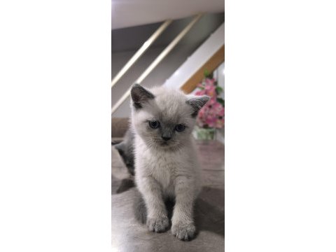 Özenle british shorthair yavruları