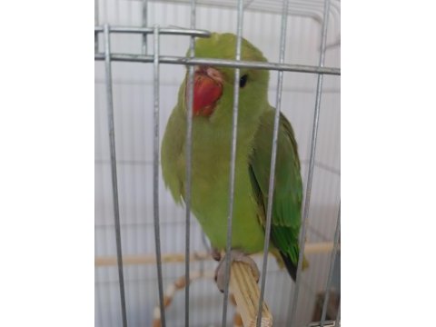 3 aylık el besleme full evcil pakistan çok uysal akıllı