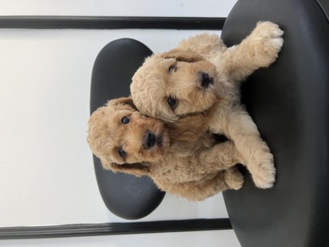 Toy poodle yavrular