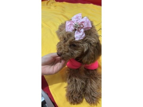 Kahverengi kore toy poodle