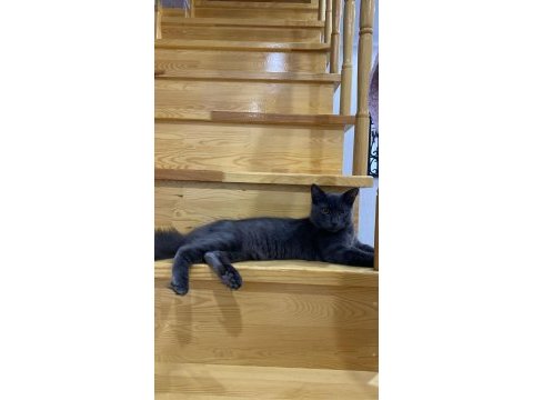 6 aylık russian blue oğluşum acil sahiplendirilecektir
